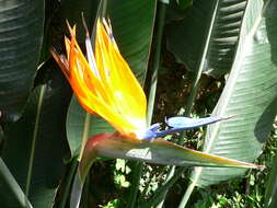 Image of Bird of paradise plant