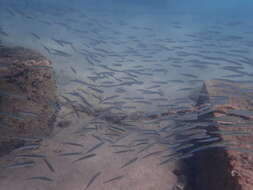 Image of Mediterranean sand smelt