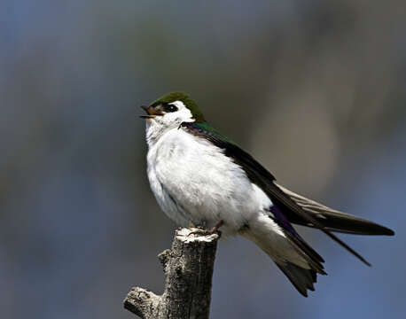 Image of Violet-green Swallow