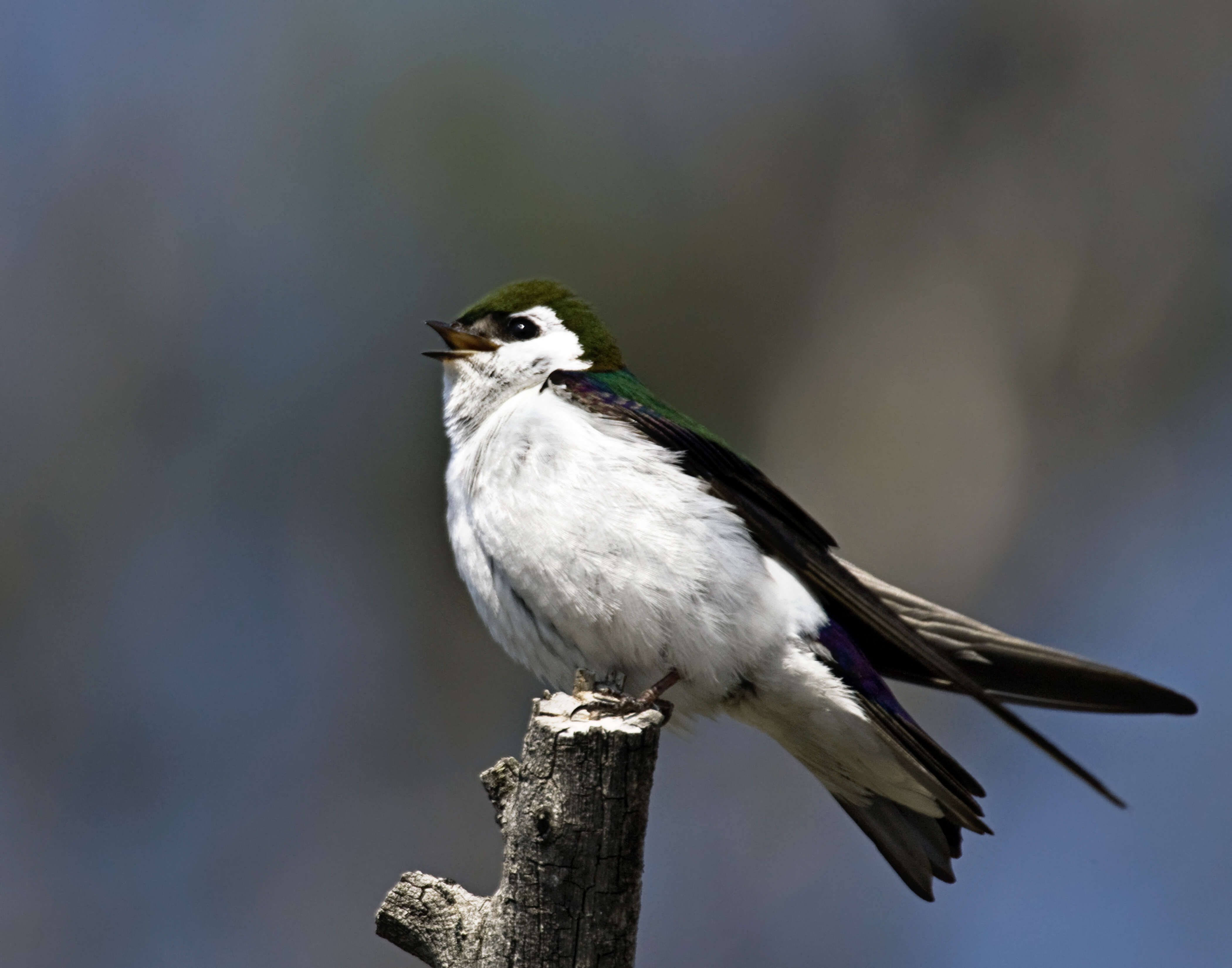 Image of Violet-green Swallow