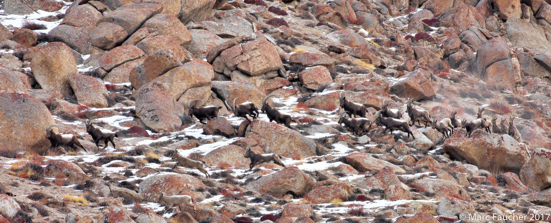 Image of Asiatic Ibex