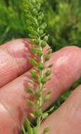 Lepidium apetalum Willd. resmi