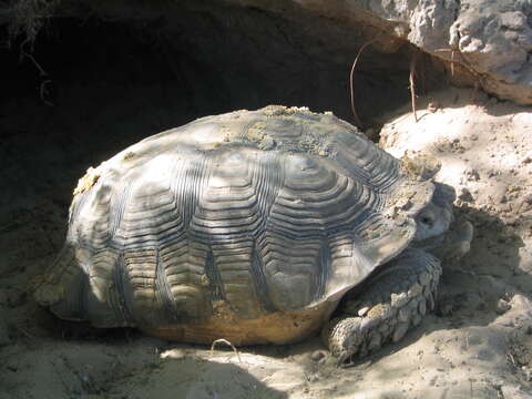 Image of spurred tortoise