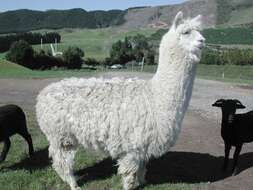 Image of Alpaca