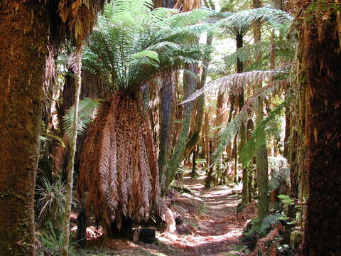 Image of Rough Tree Fern