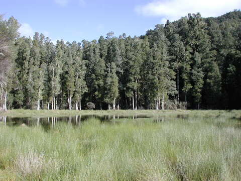 Image of White Pine