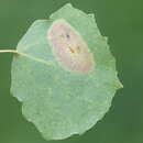 Phyllonorycter sagitella (Bjerkander 1790)的圖片