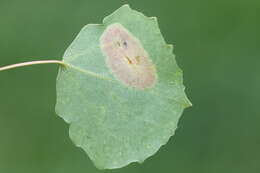 Phyllonorycter sagitella (Bjerkander 1790)的圖片