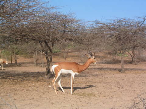 Image of Addra Gazelle