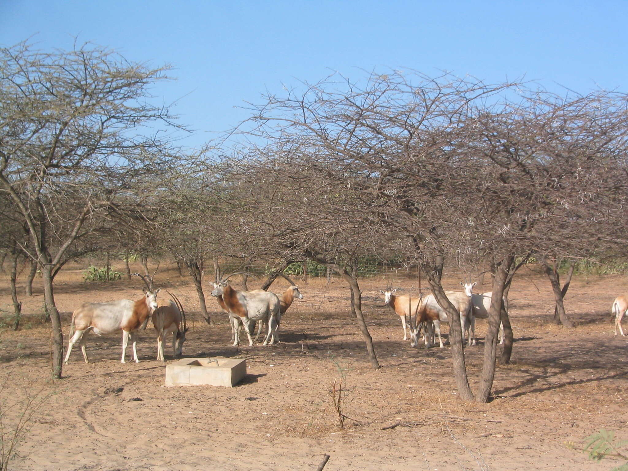 Image of Scimitar-horned Oryx