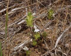 Image of heartleaf thorn-mint