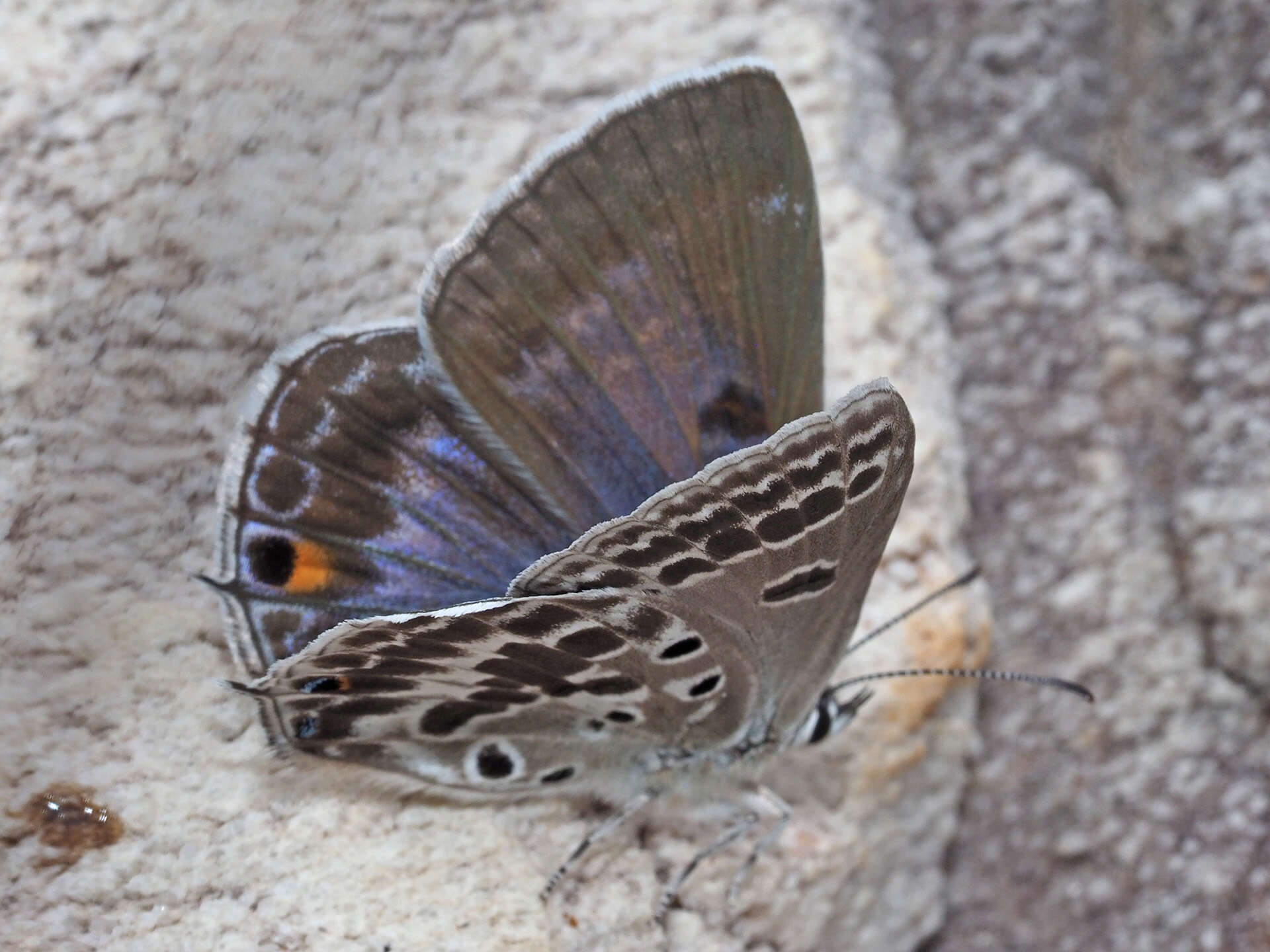 Image of Lepidochrysops patricia (Trimen 1887)