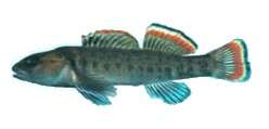 Слика од Etheostoma etowahae Wood & Mayden 1993