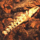 Image of Niangua Darter