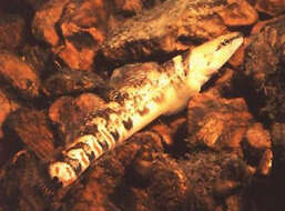 Image of Niangua Darter