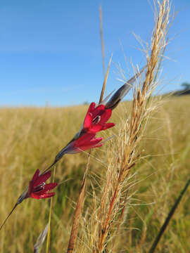 Image of Dierama atrum N. E. Br.