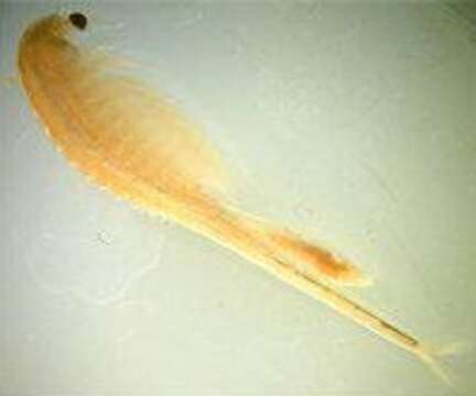 Image of Conservancy Fairy Shrimp