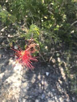 Image of red powderpuff