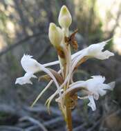 Image of Satyrium membranaceum Sw.