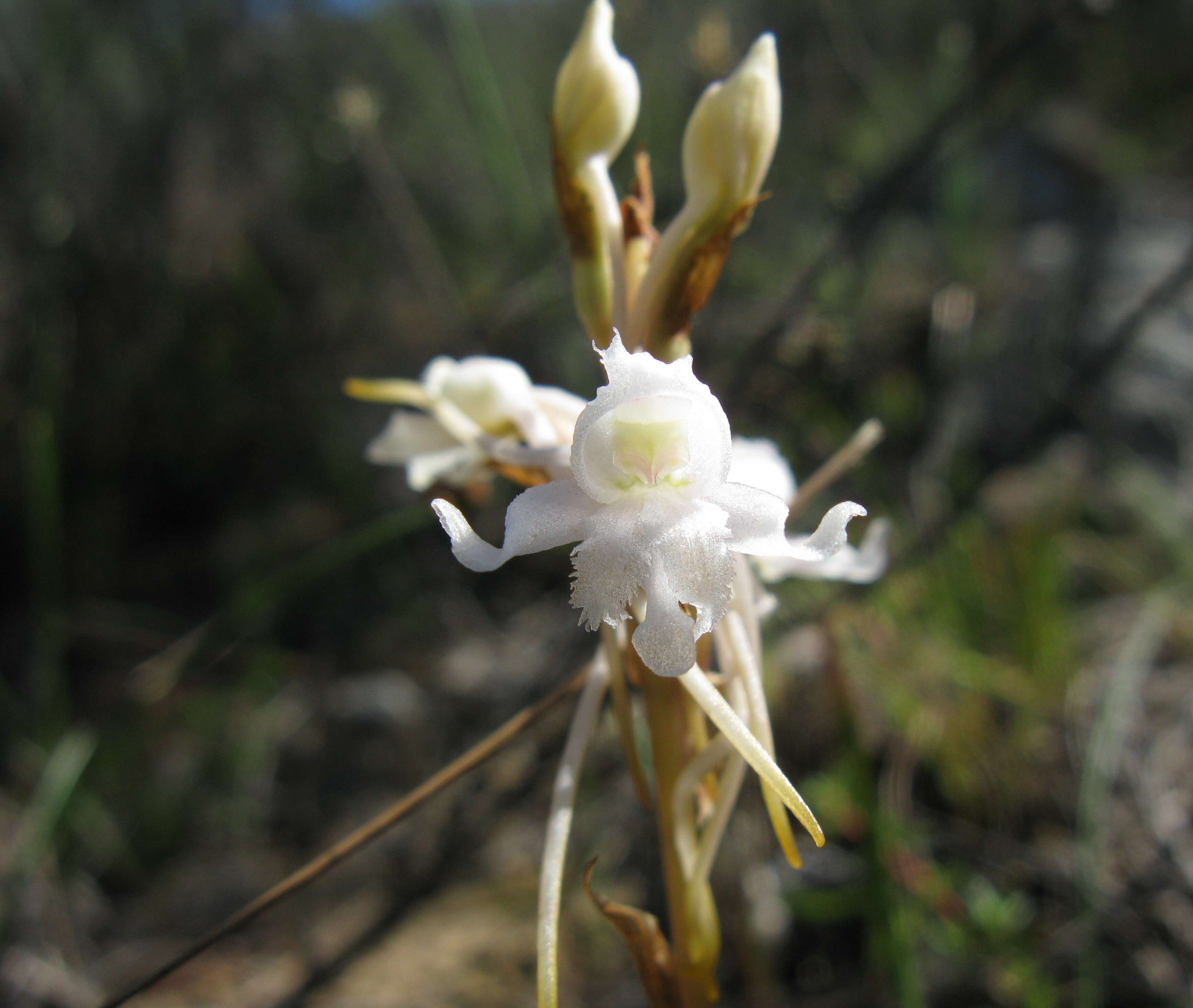 Image of Satyrium membranaceum Sw.