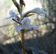 Image of Satyrium membranaceum Sw.