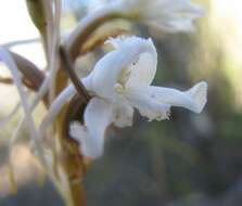 Image of Satyrium membranaceum Sw.