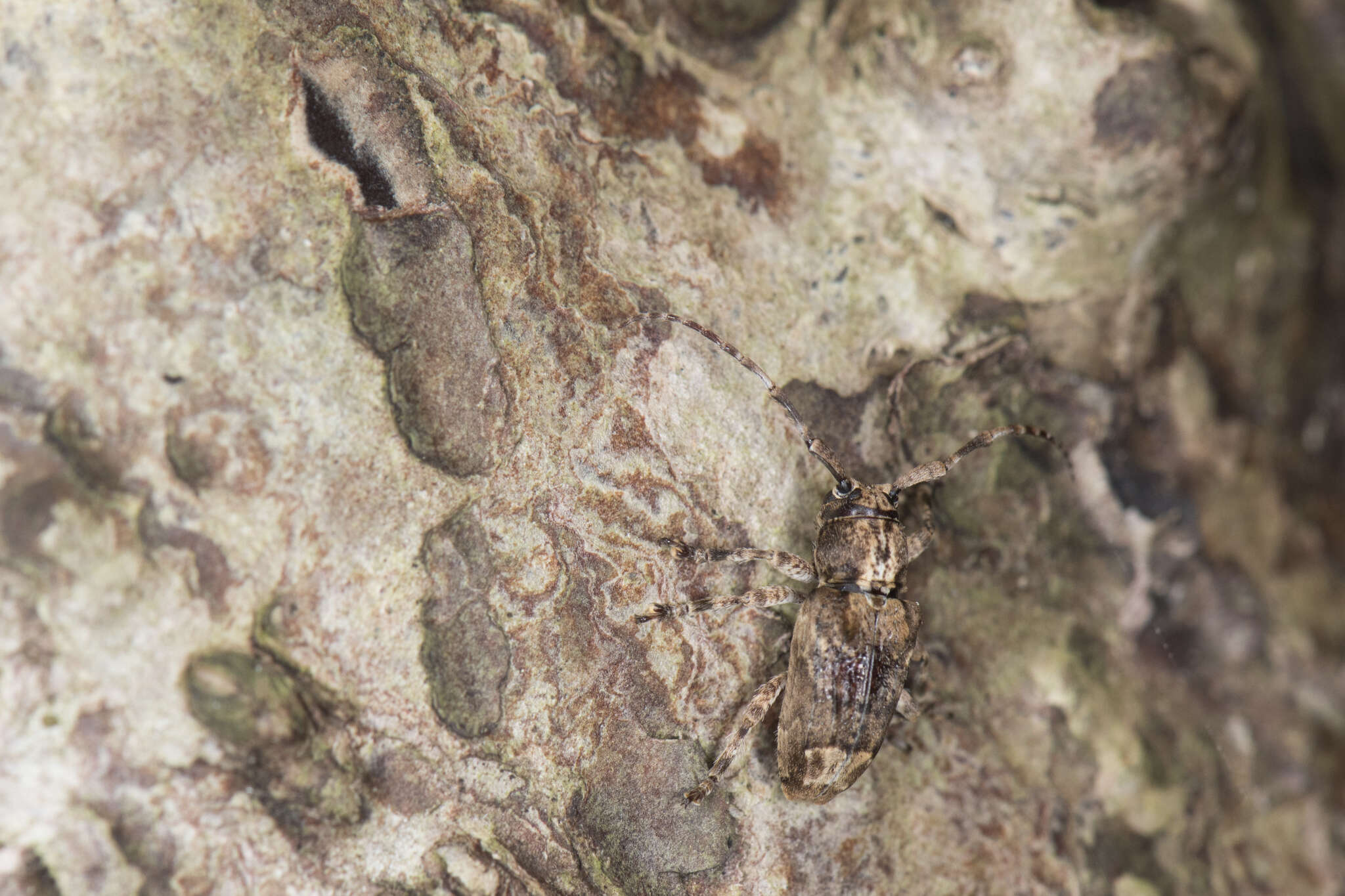 Image of Long-horned beetle