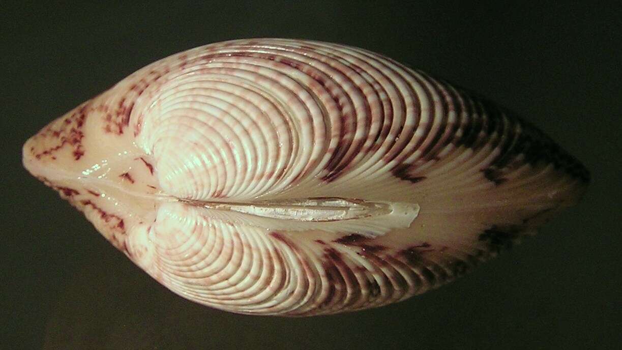 Image of Callista Poli 1791