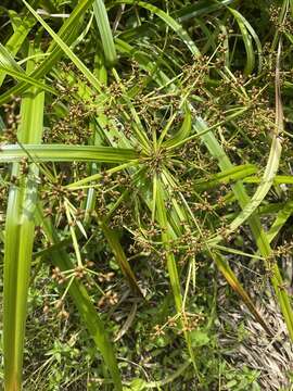 Imagem de Scirpus ternatanus Reinw. ex Miq.