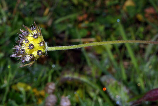 Image of Devil’s Bit Scabious