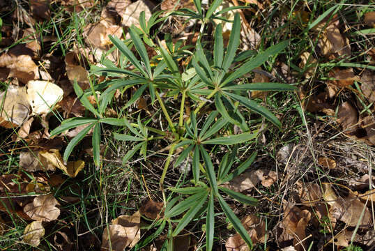 Image of Stinking Hellebore