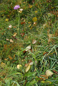 Image of Devil’s Bit Scabious