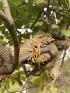 Image of Banksia mistletoe