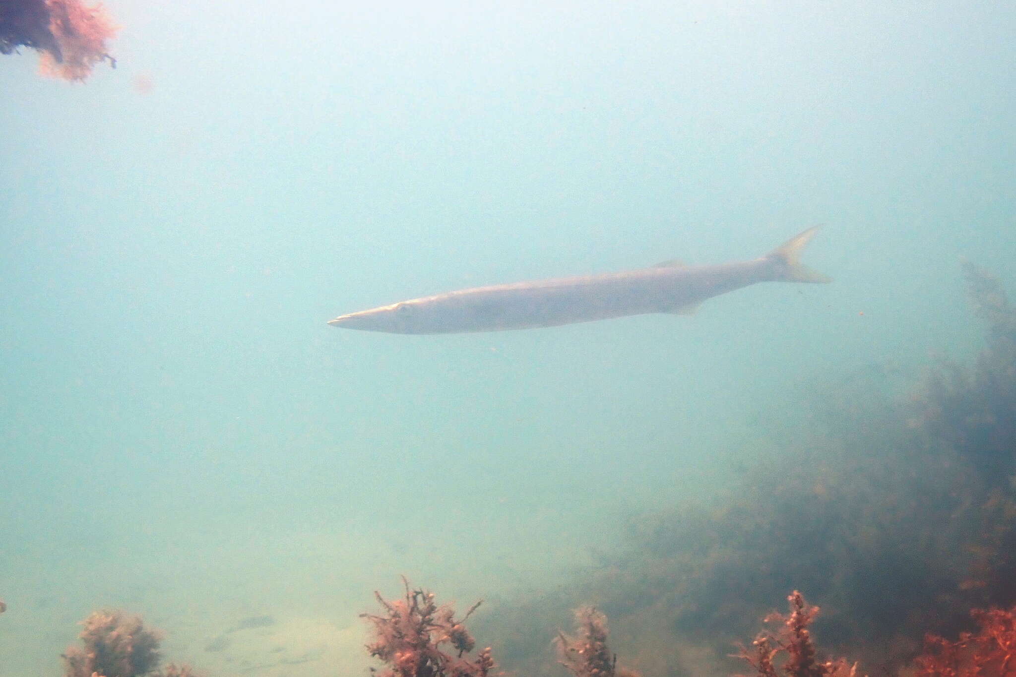 Image of Australian barracuda