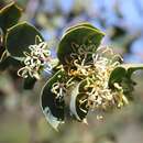 Image of Hakea prostrata R. Br.