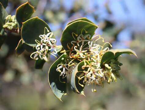 Image of Hakea prostrata R. Br.