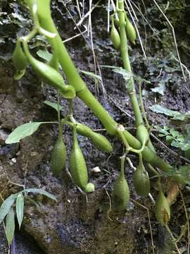 Image of Begonia oxyloba Welw. ex Hook. fil.