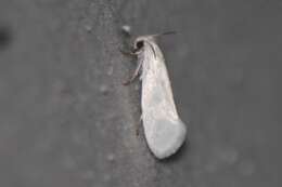 Image of Yucca Moth