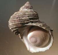 Image of Turbo chinensis