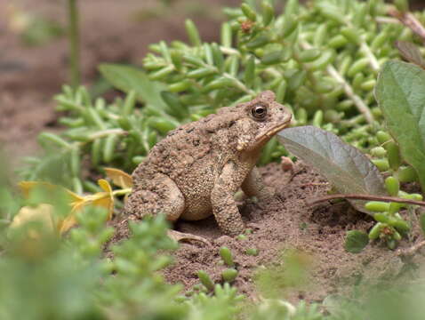 Image de Anaxyrus americanus (Holbrook 1836)