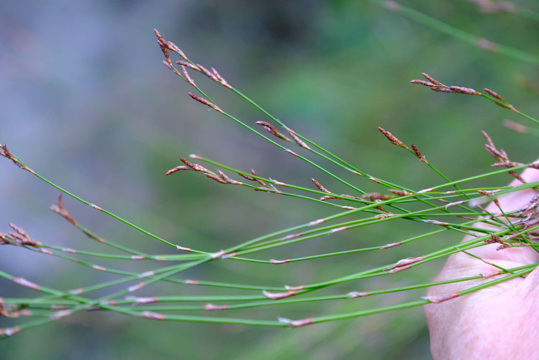 Image of Restio subverticillatus (Steud.) Mast.