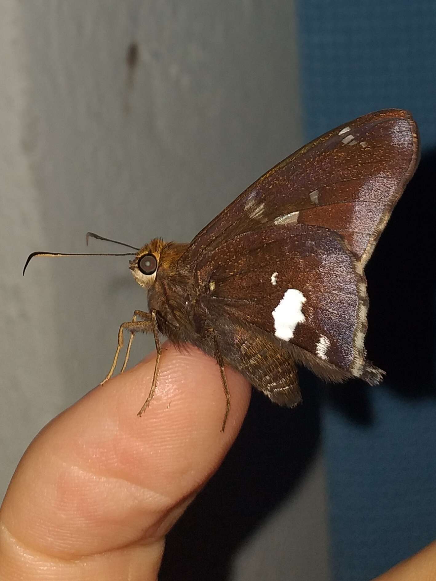 Imagem de Epargyreus spina Evans 1952