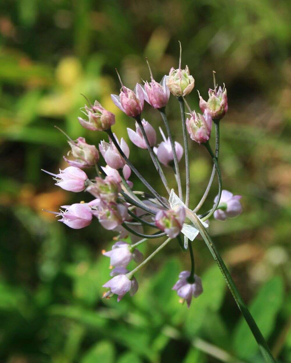 Image of Lady's leek