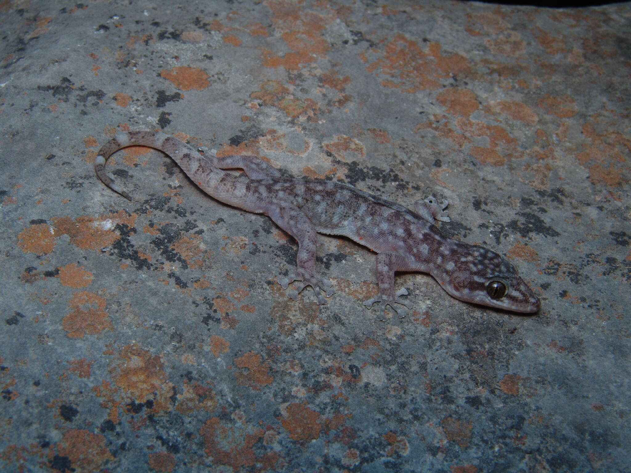 Phyllodactylus paucituberculatus Dixon 1960 resmi