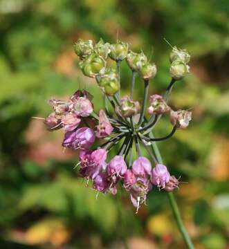 Image of Lady's leek