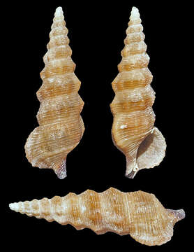 Image of Cerithium rostratum A. Adams ex G. B. Sowerby II 1855