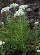 Image of Pearly Everlasting