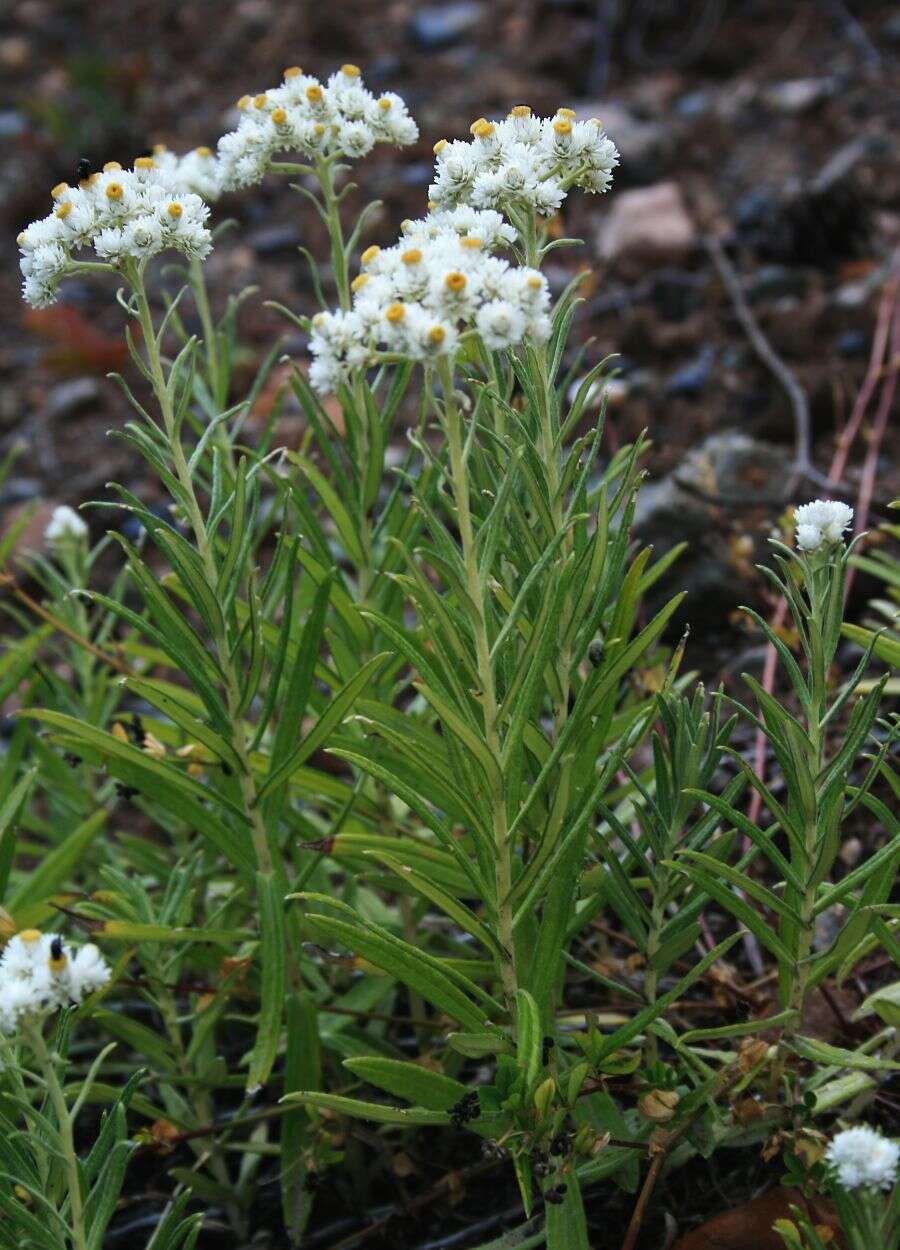 Imagem de Anaphalis margaritacea (L.) Benth.