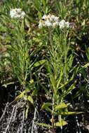 Image of Pearly Everlasting