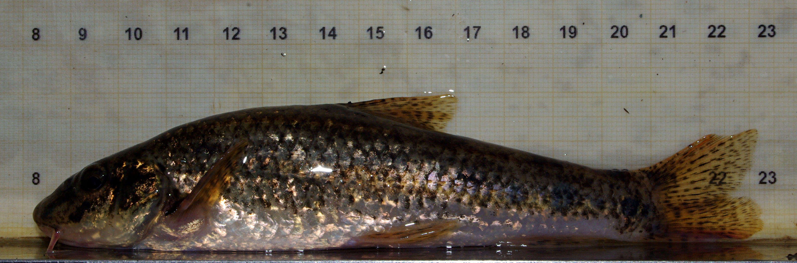 Image of Iberian gudgeon